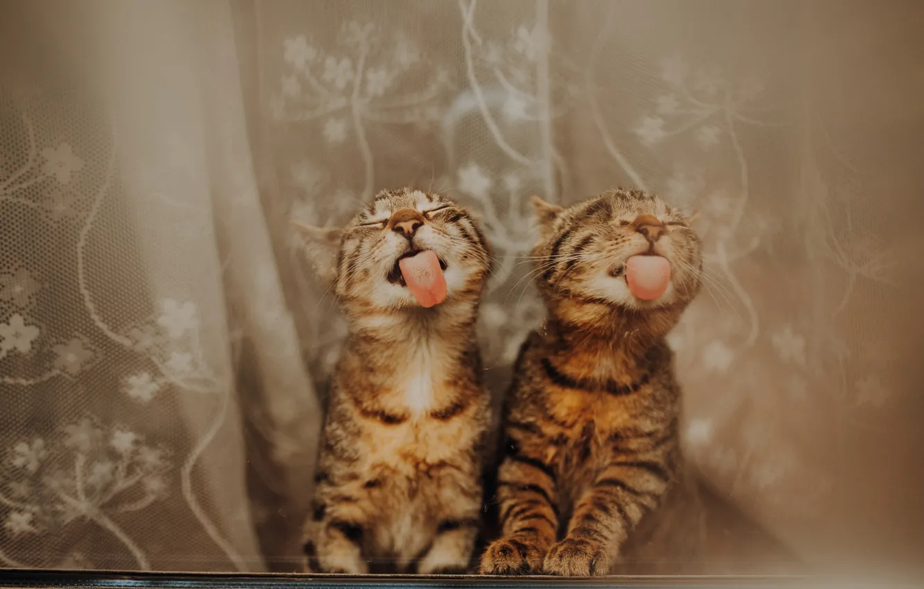 Photo wallpaper language, cat, glass, pose, together, window, curtains, red