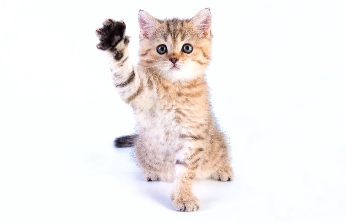 Photo wallpaper kitty, cute, foot