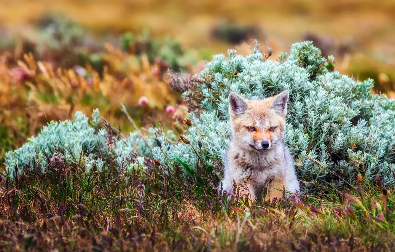 Photo wallpaper grass, thickets, small, Chile, South America, Patagonia, the Argentine gray Fox, grey Zorro