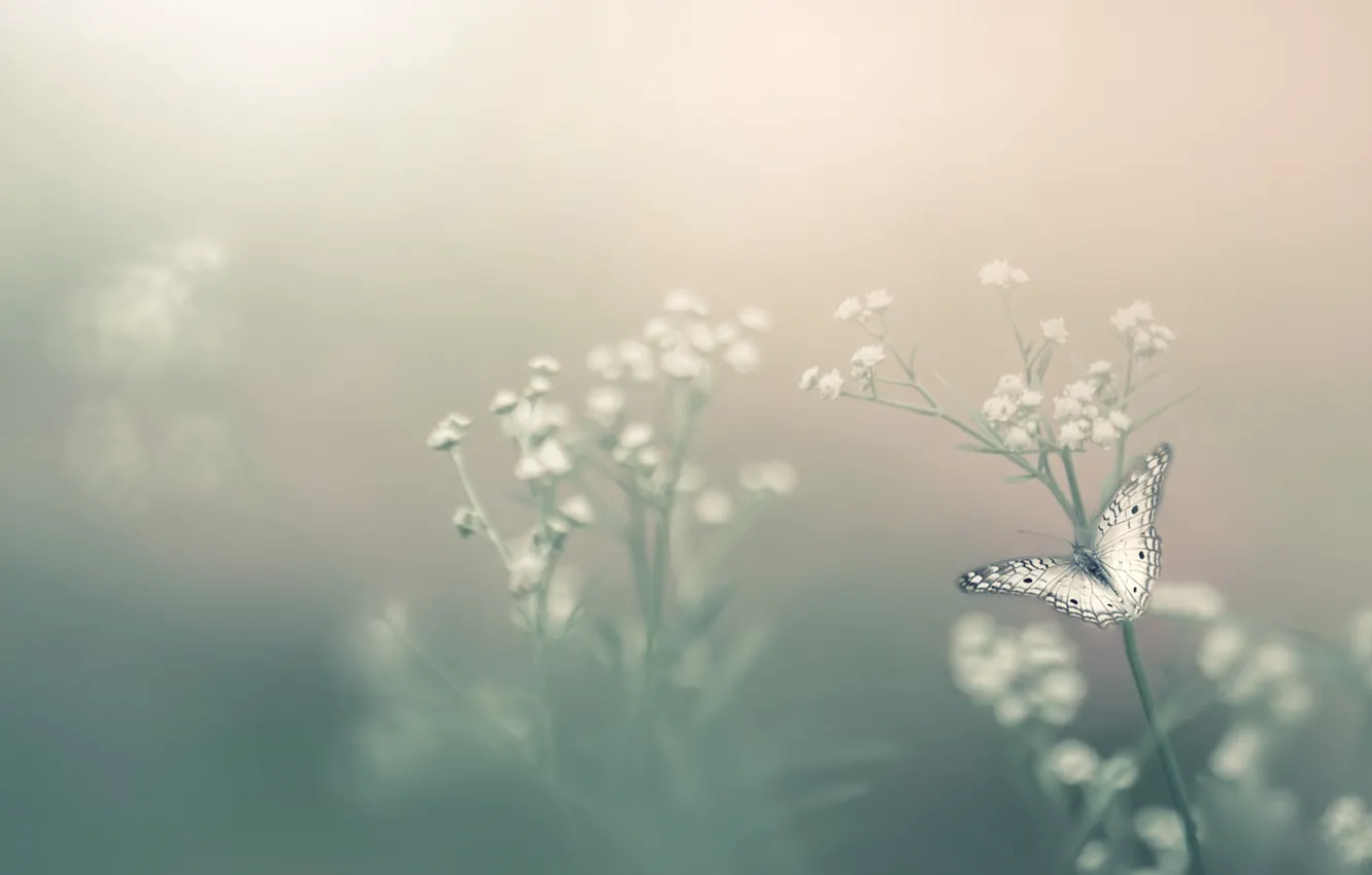 Photo wallpaper flower, fog, butterfly, bokeh, Insect