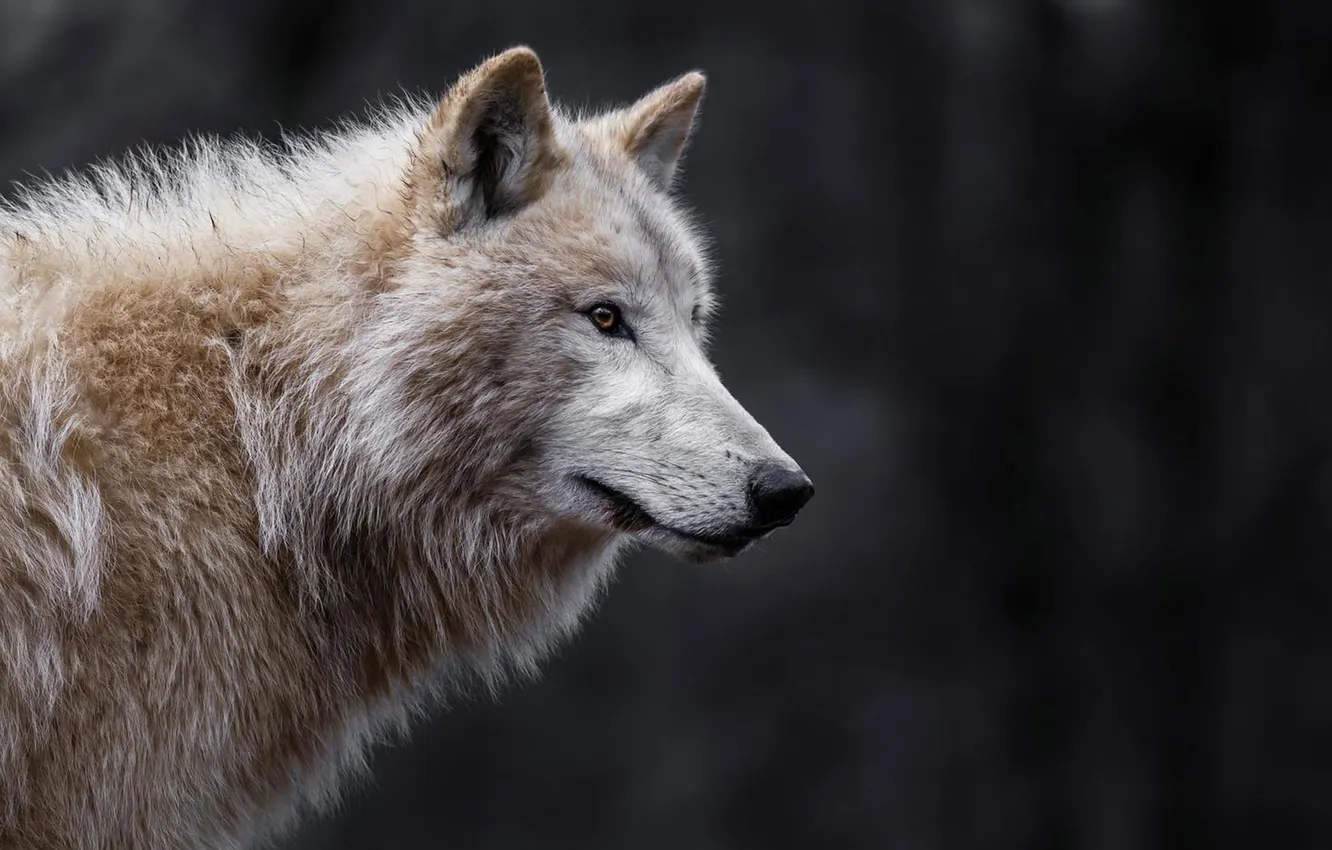 Photo wallpaper Predator, nature, animal, wolf, wildlife, portrait, portrait., Canis lupus. face