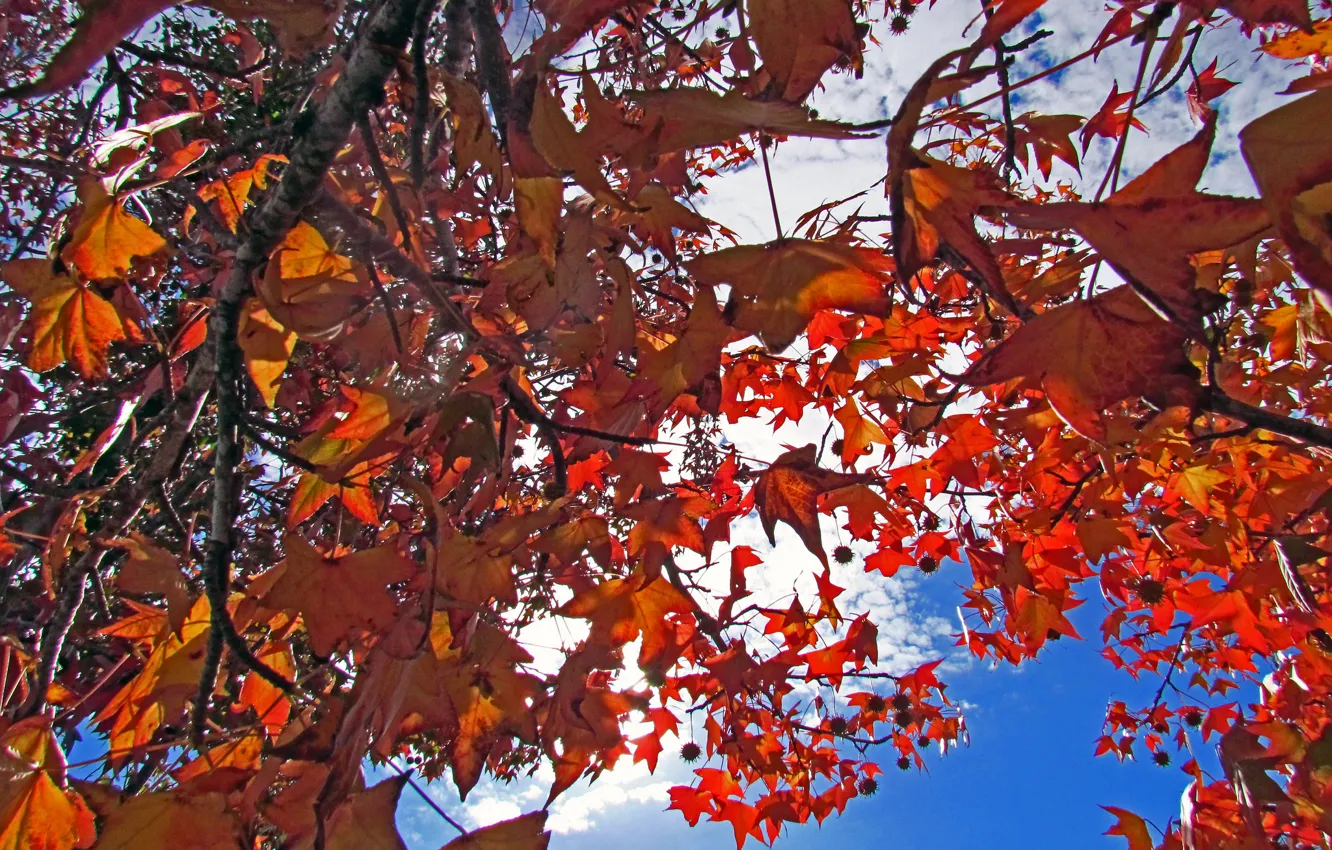 Photo wallpaper autumn, the sky, leaves, clouds, trees, branches, the crimson
