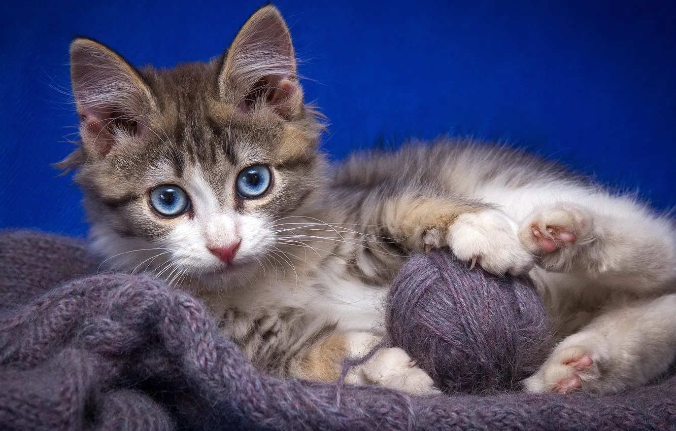 Photo wallpaper cat, cat, look, tangle, kitty, thread, yarn, Wallpaper from lolita777