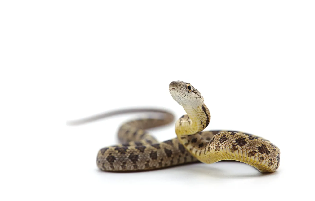 Photo wallpaper snake, head, reptile, scales