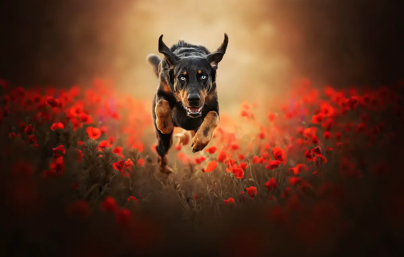 Photo wallpaper Maki, dog, running