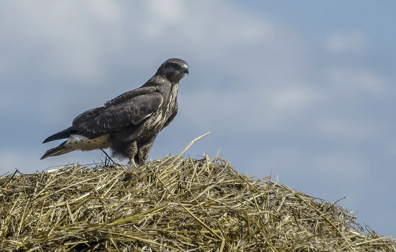 Photo wallpaper look, bird, Buzzard, haystack