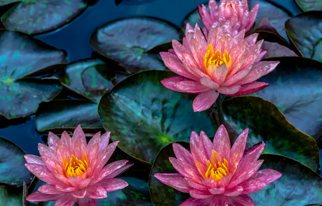 Photo wallpaper leaves, Lily, Nymphaeum, water Lily