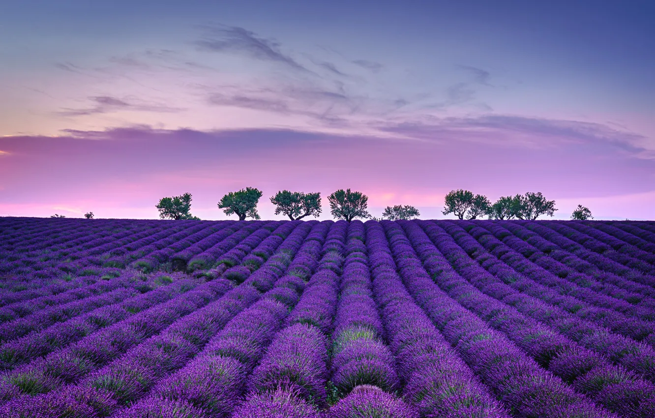 Photo wallpaper field, the sky, clouds, trees, sunset, a number, lavender