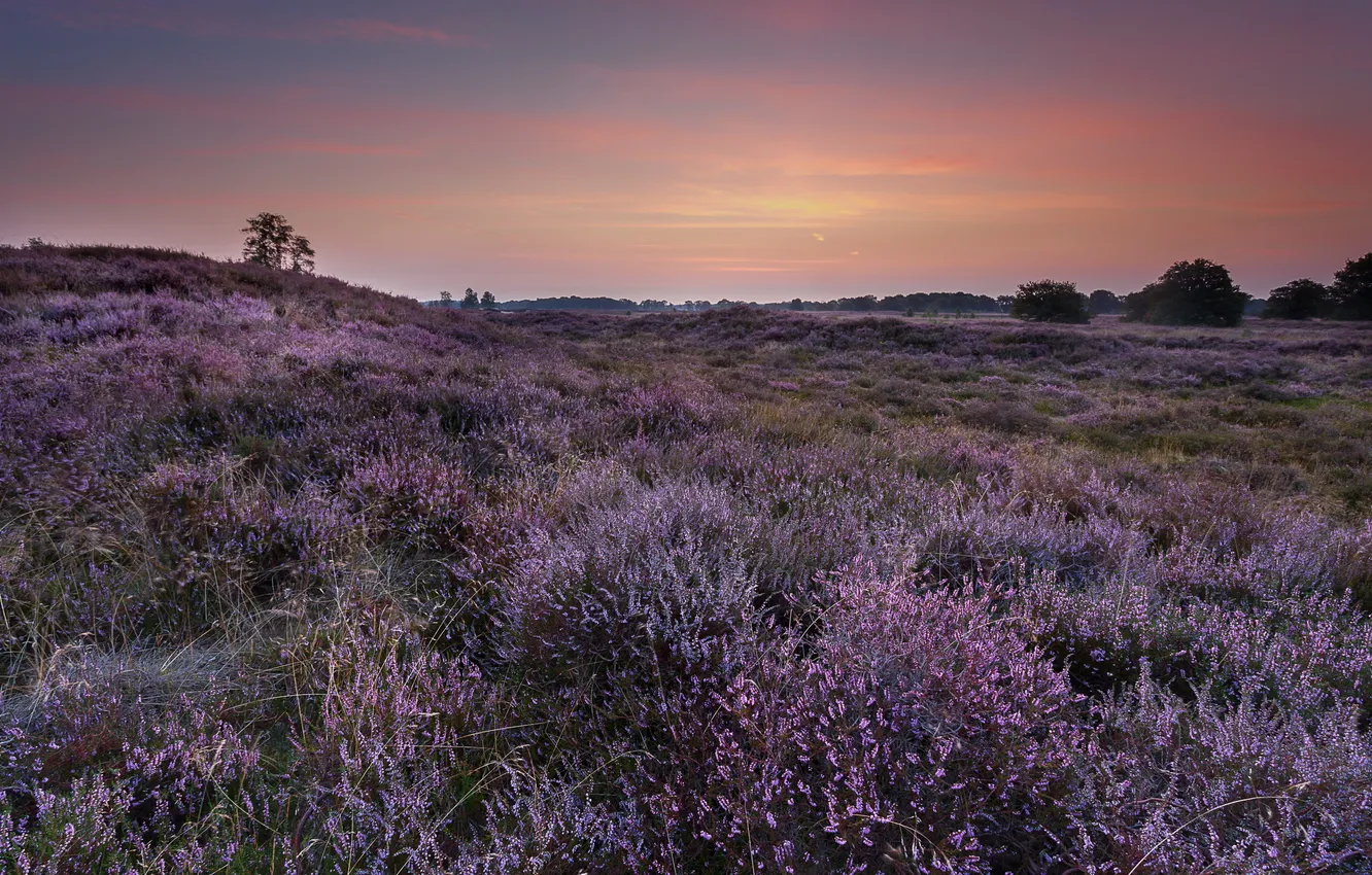 Photo wallpaper field, sunset, nature