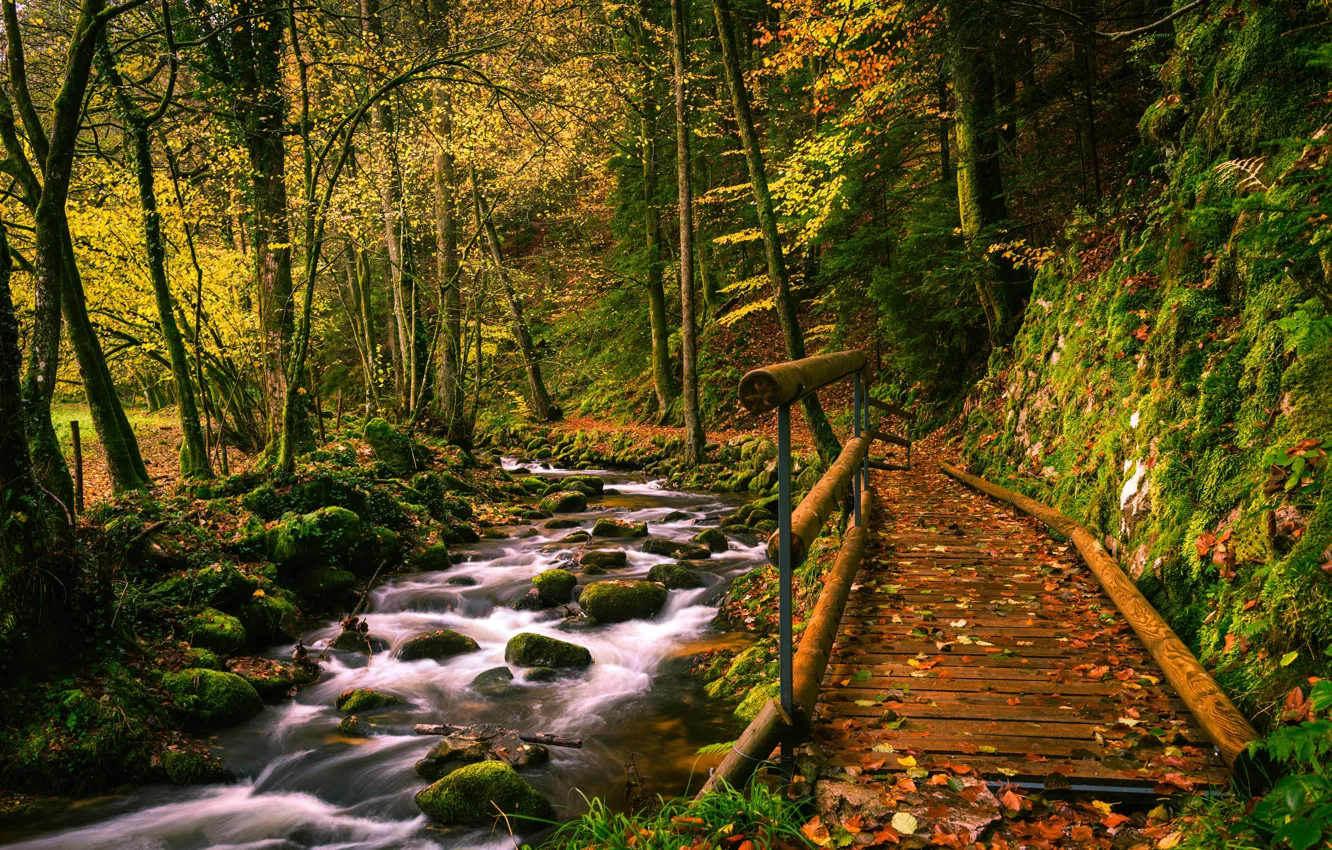 Photo wallpaper autumn, forest, trees, bridge, stream, Germany, river, Germany