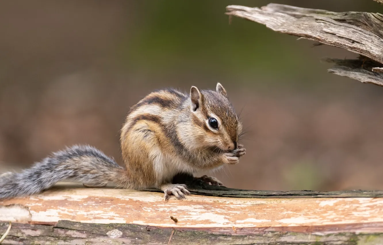 Photo wallpaper pose, Chipmunk, log, bitches, rodent, meal