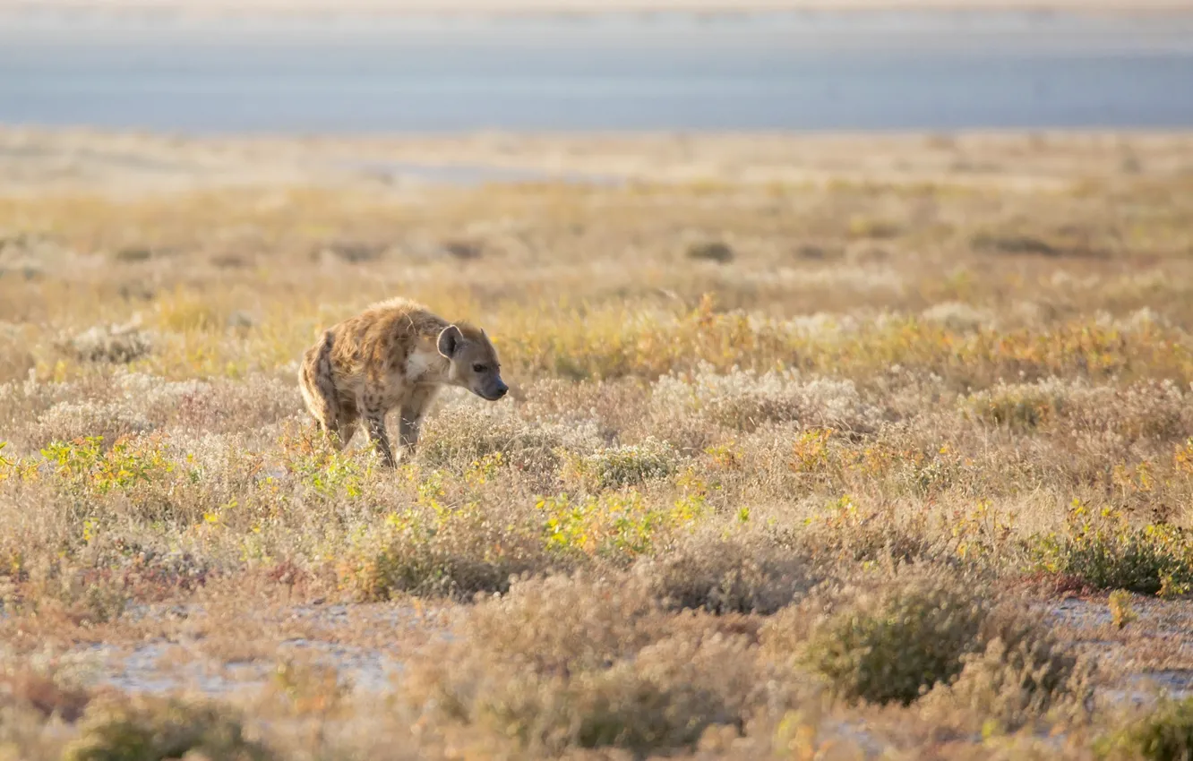 Photo wallpaper predator, Savannah, hyena, Africa