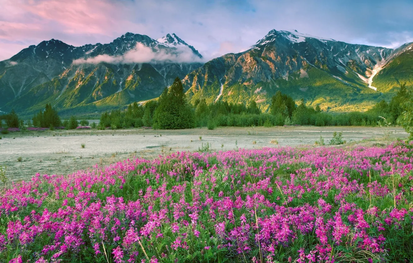 Photo wallpaper flowers, mountains, valley