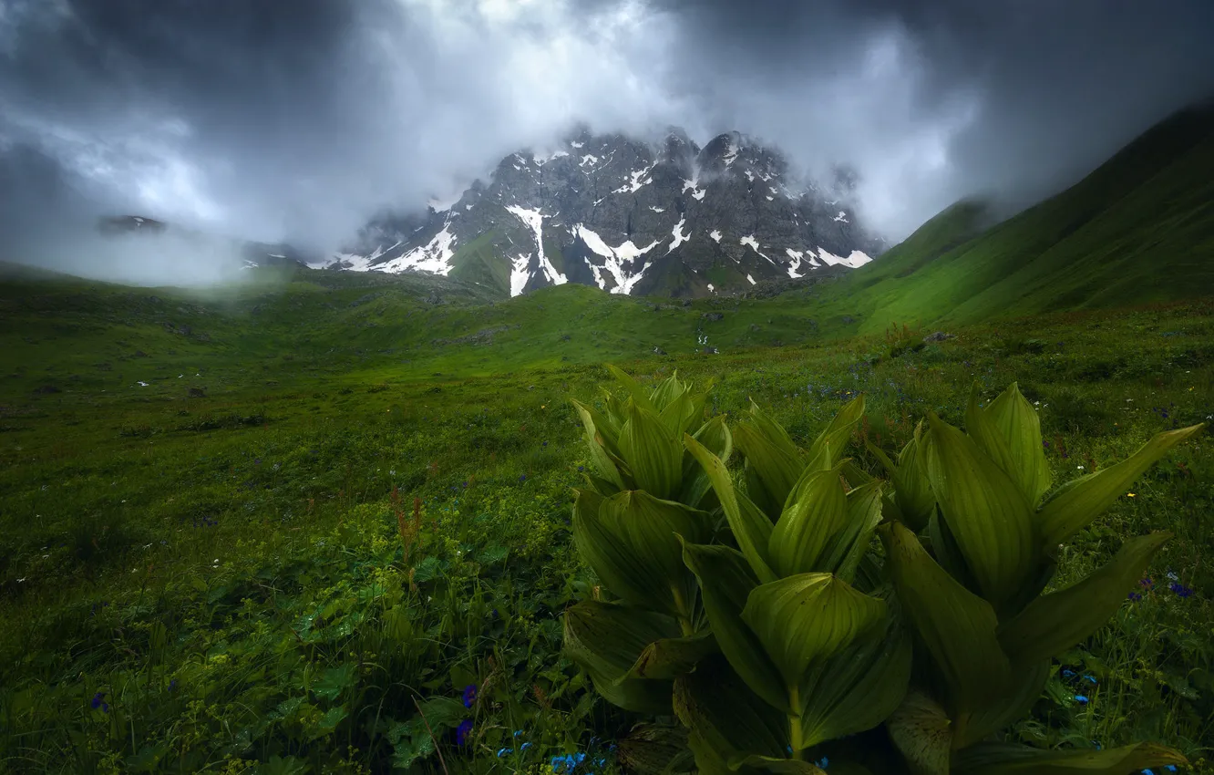 Photo wallpaper greens, field, grass, leaves, clouds, snow, mountains, fog