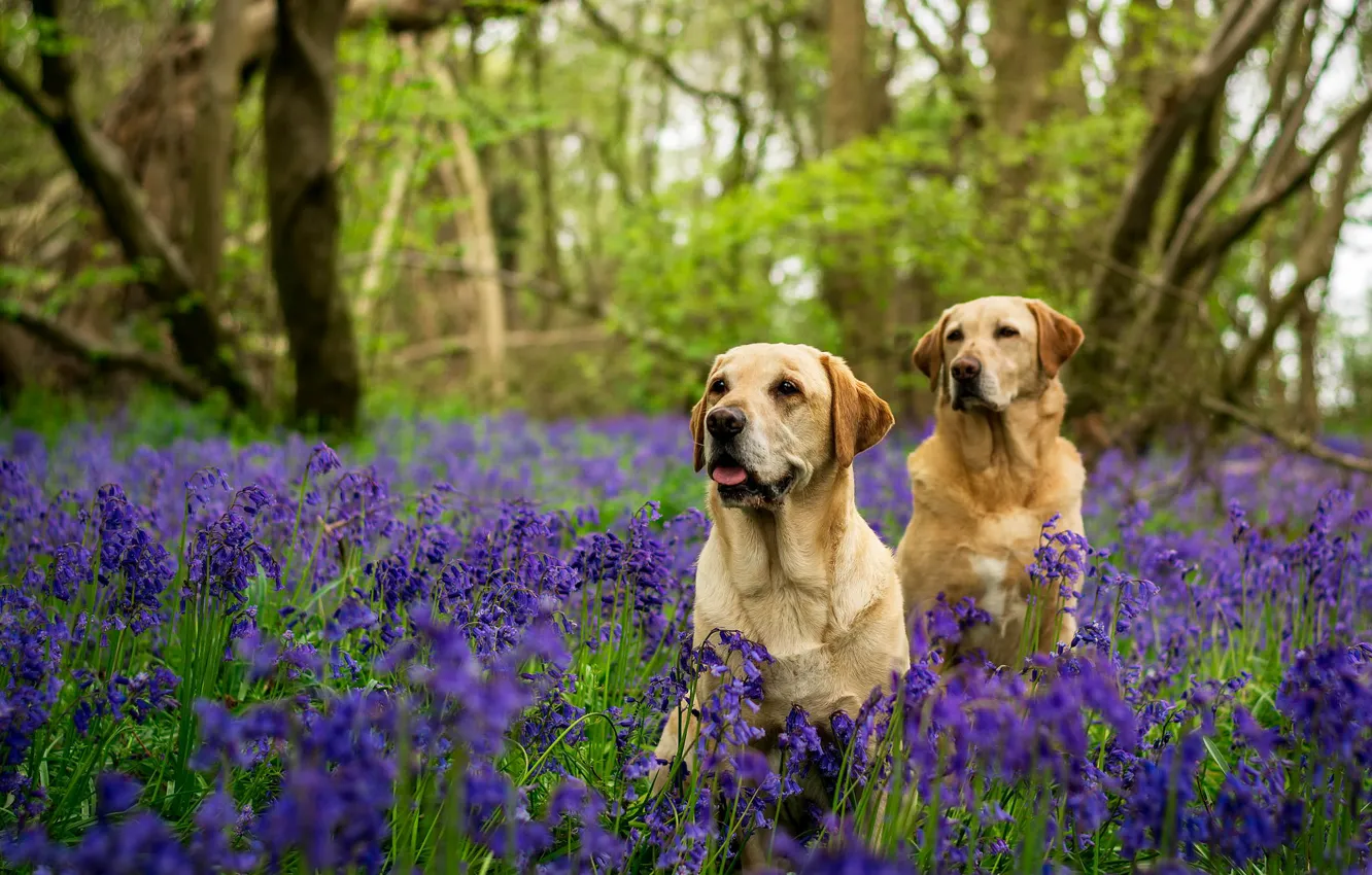 Photo wallpaper forest, dogs, trees, flowers, two, bells, Labradors