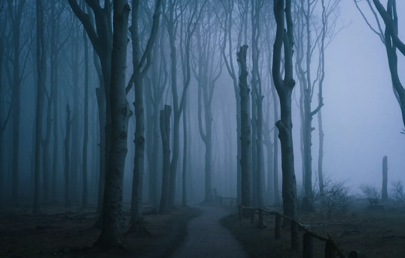 Photo wallpaper forest, trees, nature, fog, Germany, Rostock, path, Germany