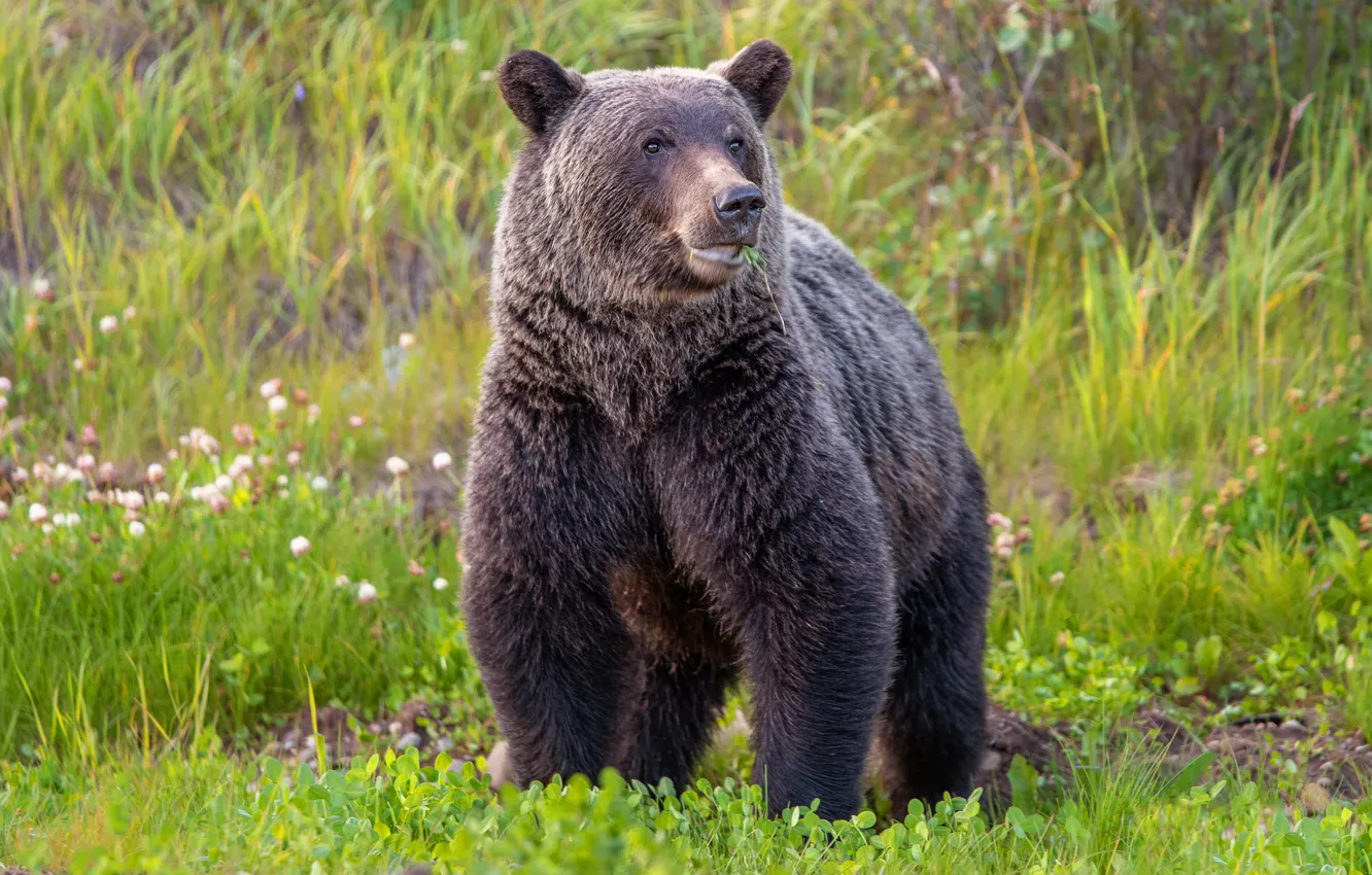 Photo wallpaper greens, summer, grass, look, face, nature, pose, glade