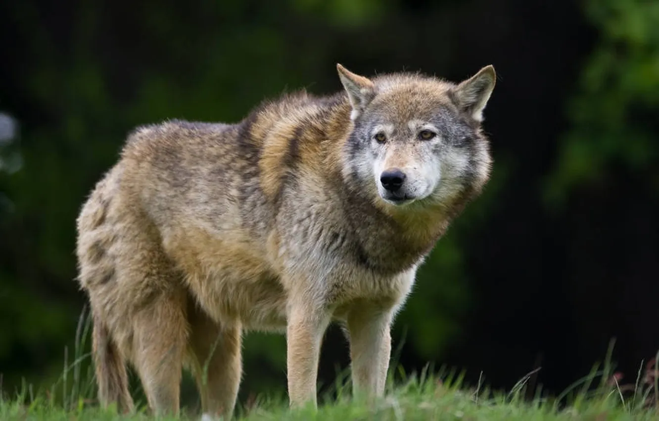 Photo wallpaper fantasy, nature, art, snow, predator, face, animal, wolf