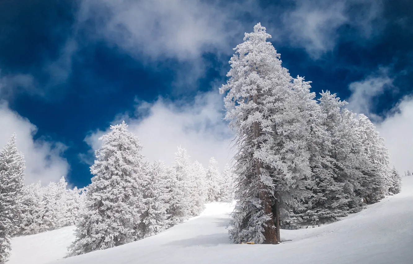 Photo wallpaper nature, winter, snow, spruce