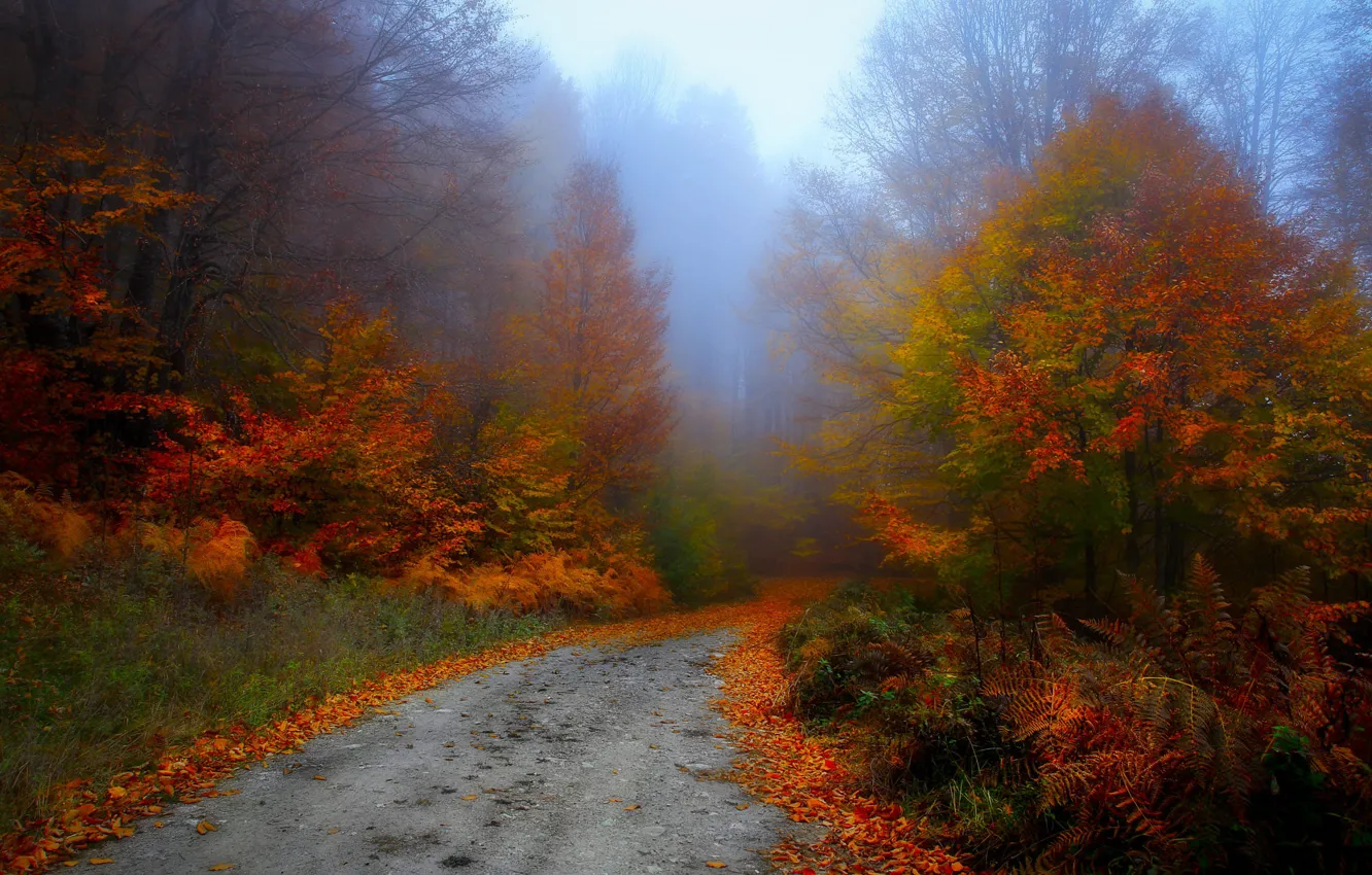 Photo wallpaper road, autumn, forest, trees, fog, Park, thickets, branch