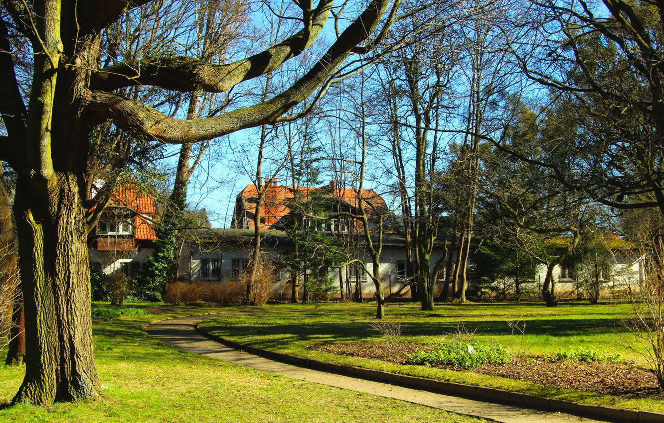 Photo wallpaper park, tree, alley
