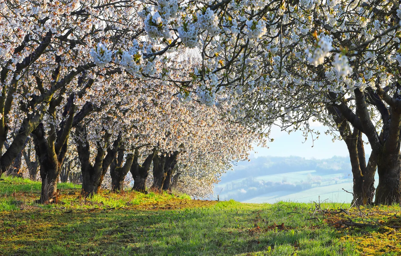 Photo wallpaper grass, flowers, branches, nature, hills, glade, view, spring