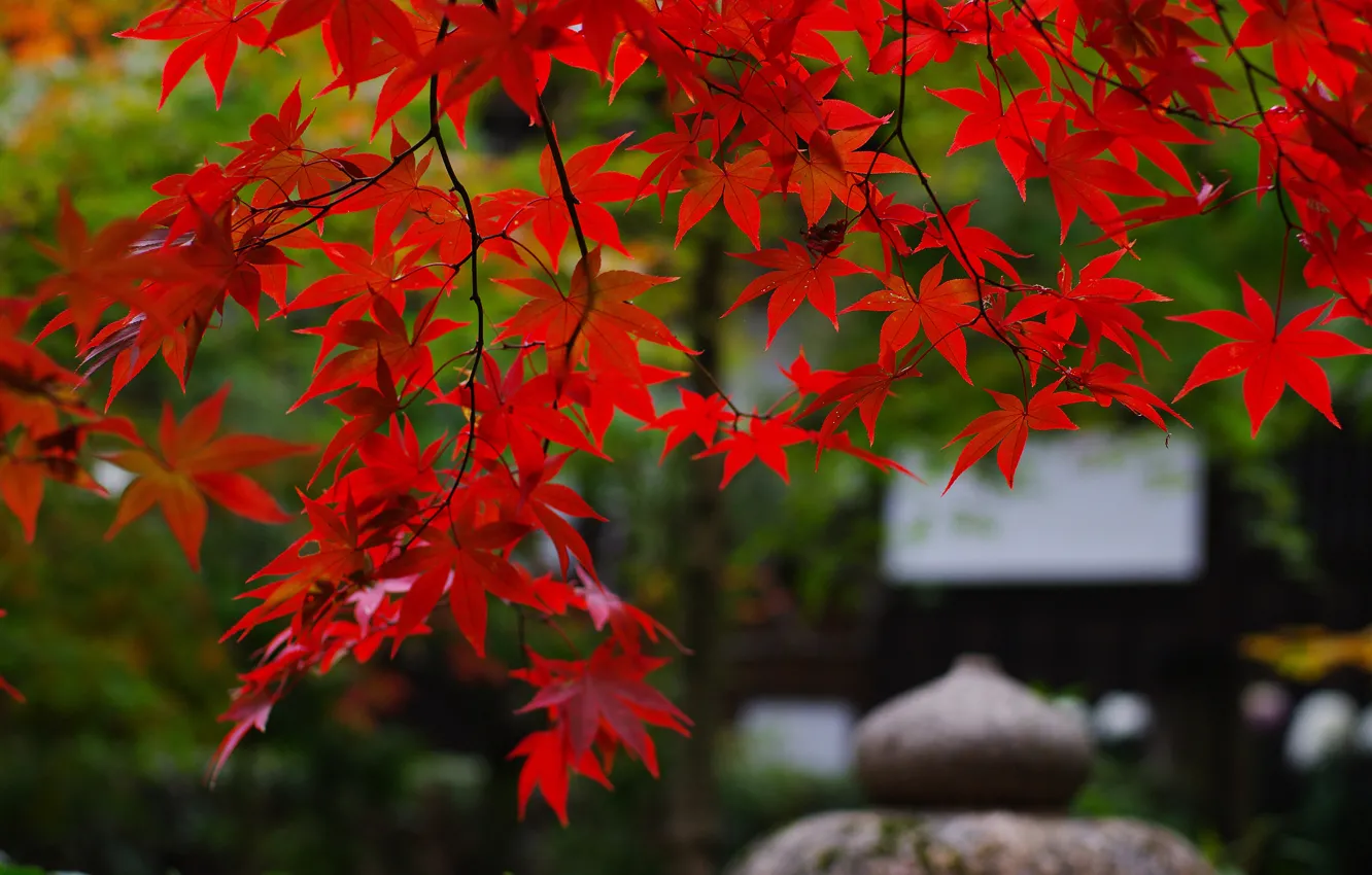 Photo wallpaper branches, nature, foliage, Japan, garden, maple, red
