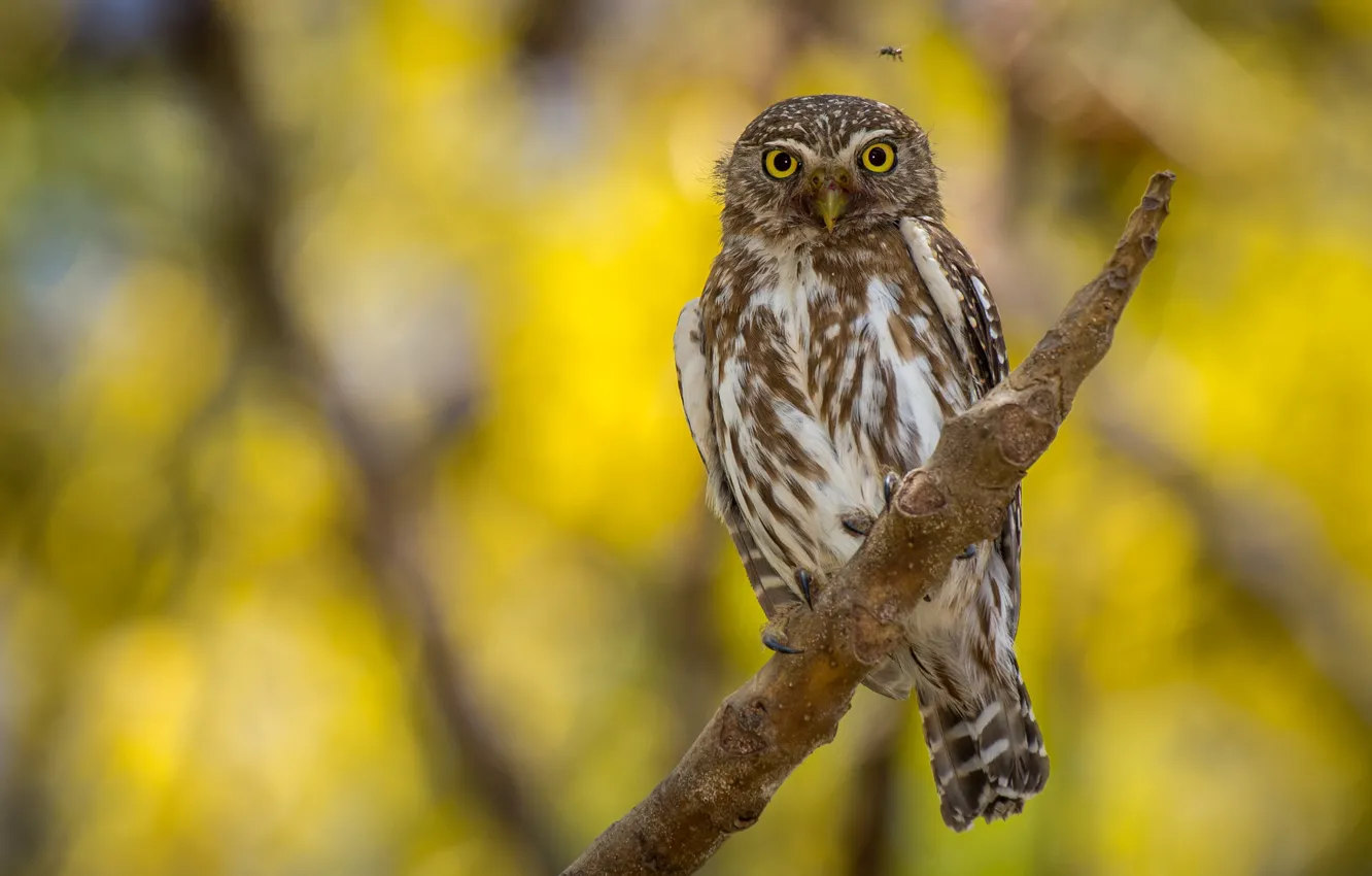 Photo wallpaper owl, bird, yellow background, bitches, owl, Midge, sychik