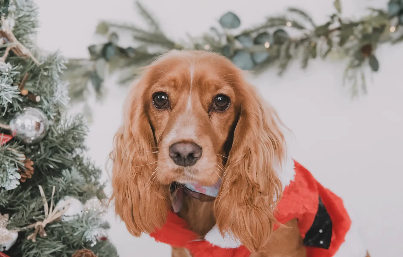 Photo wallpaper each, home, dog