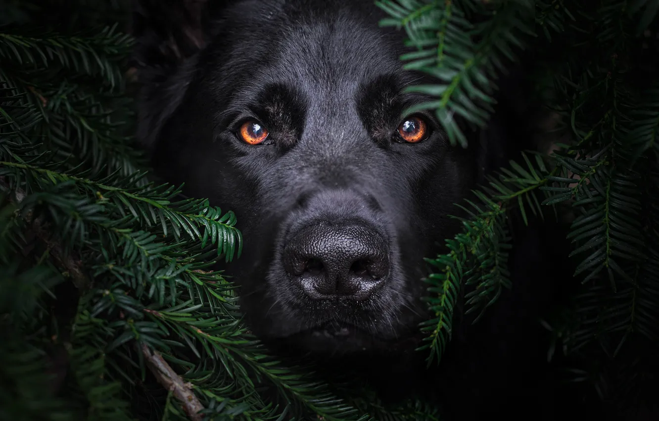 Photo wallpaper look, face, branches, dog
