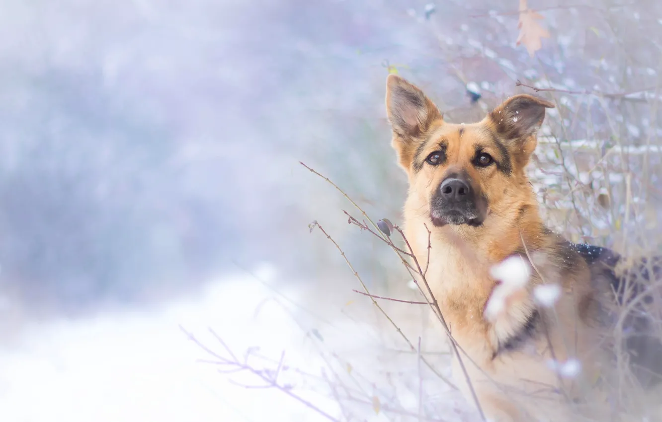 Photo wallpaper winter, look, dog, shepherd