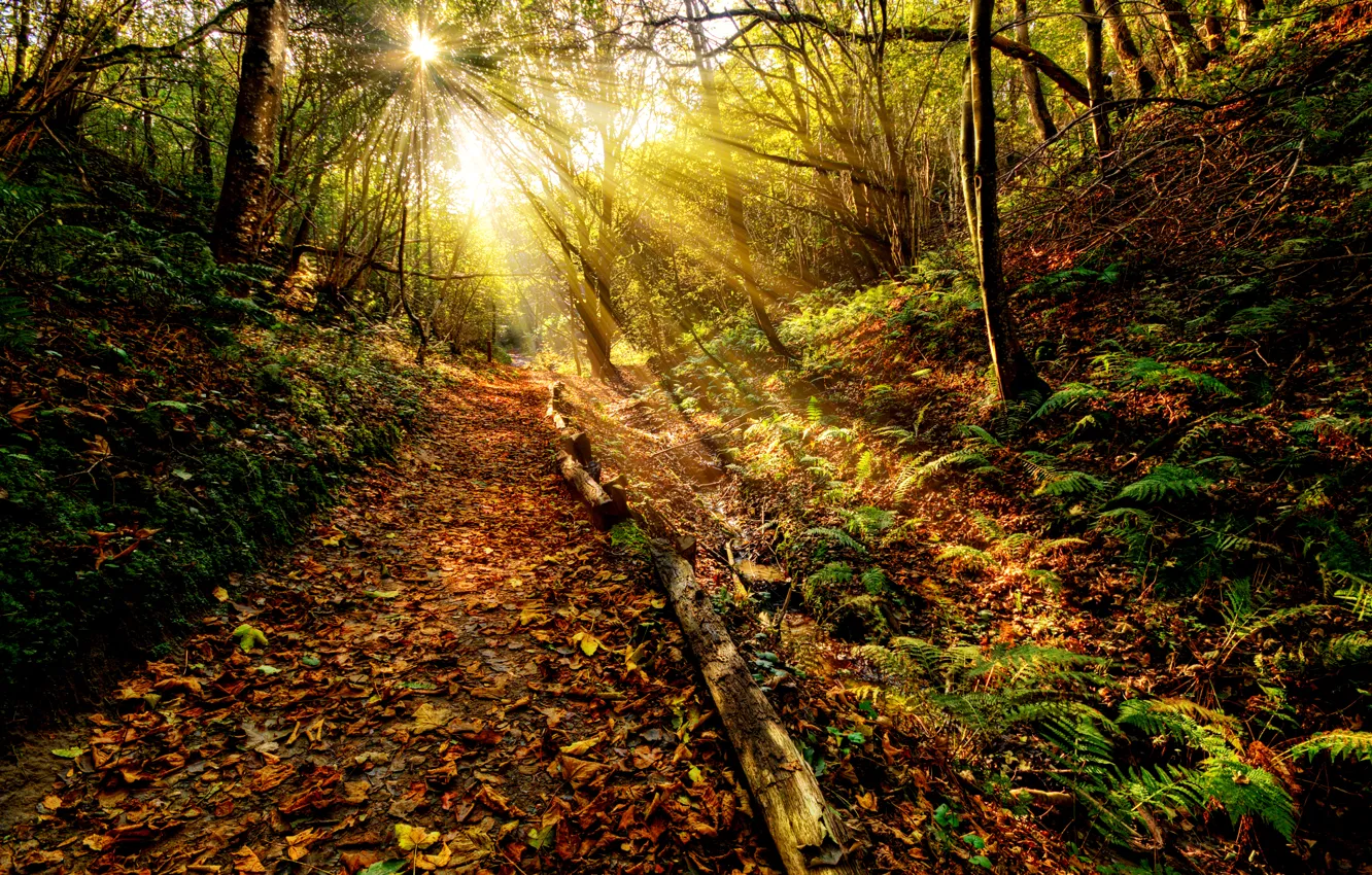 Photo wallpaper autumn, forest, the sky, grass, leaves, the sun, clouds, rays