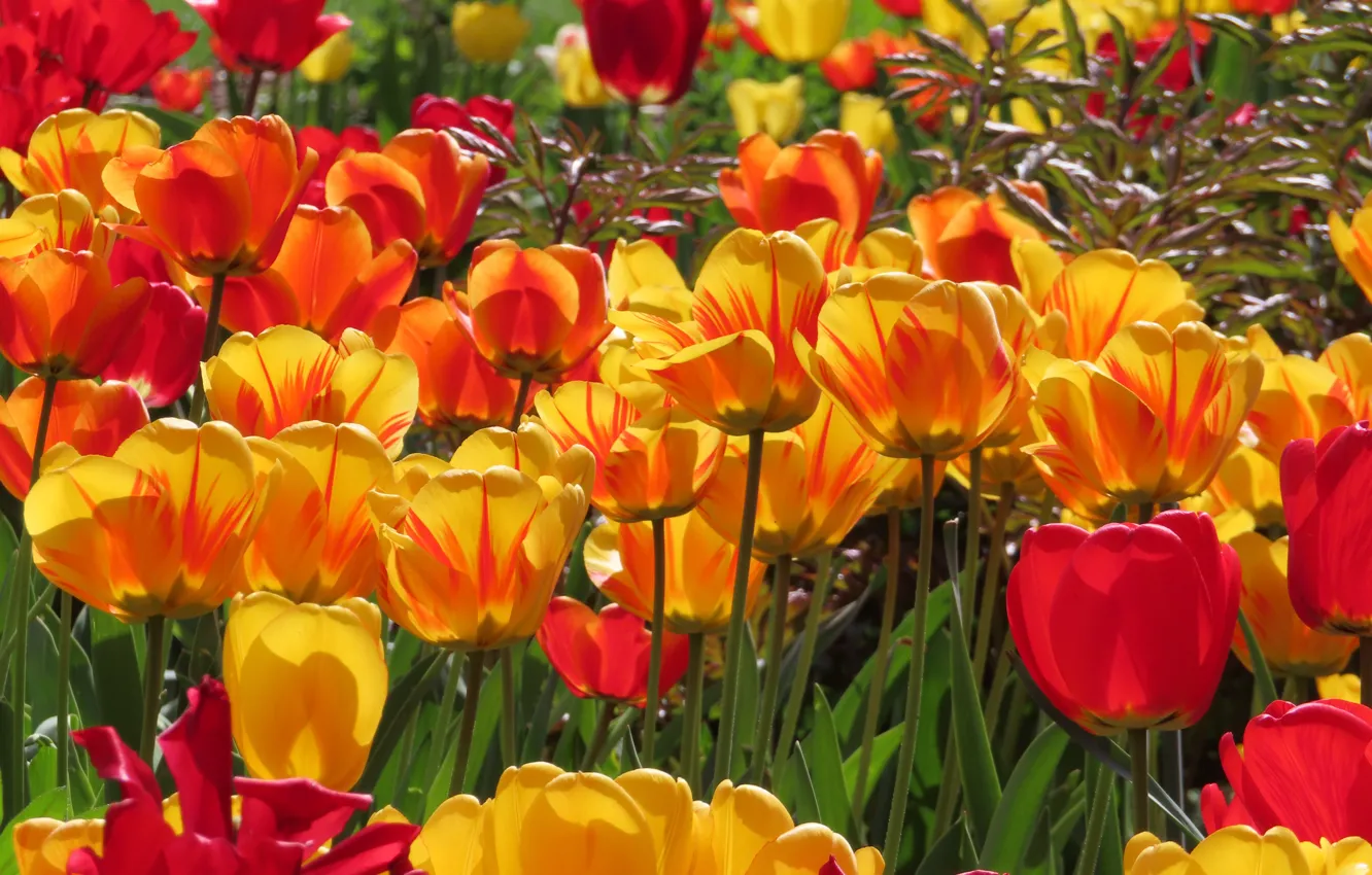 Photo wallpaper light, flowers, spring, yellow, tulips, red, orange, flowerbed