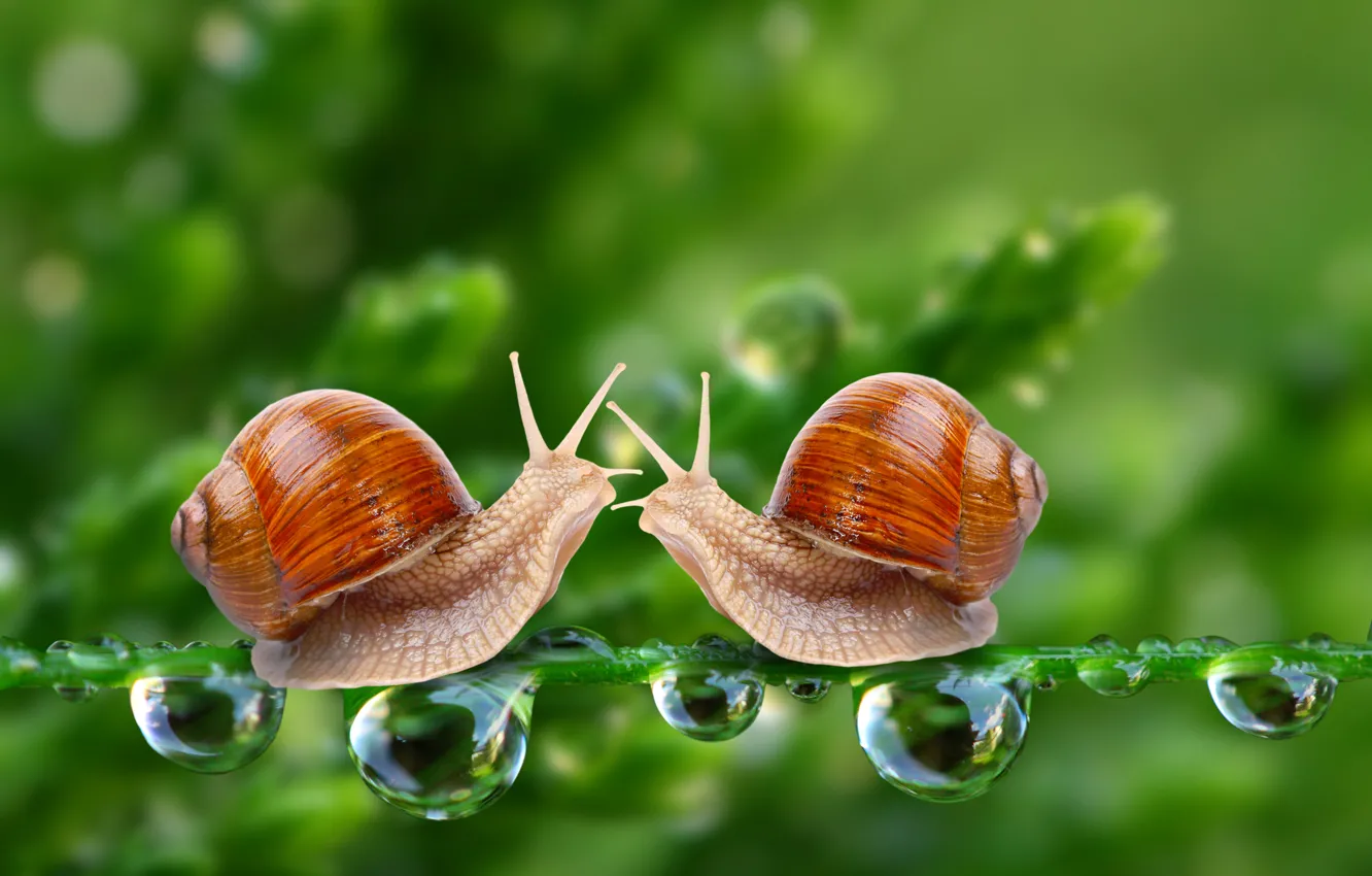 Photo wallpaper drops, two, snails, stem, pair, bokeh