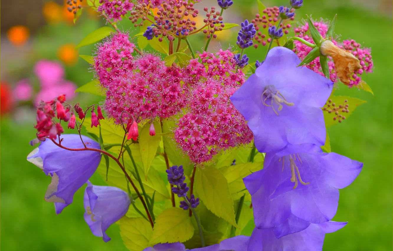 Photo wallpaper flowers, spring, flowers, spring