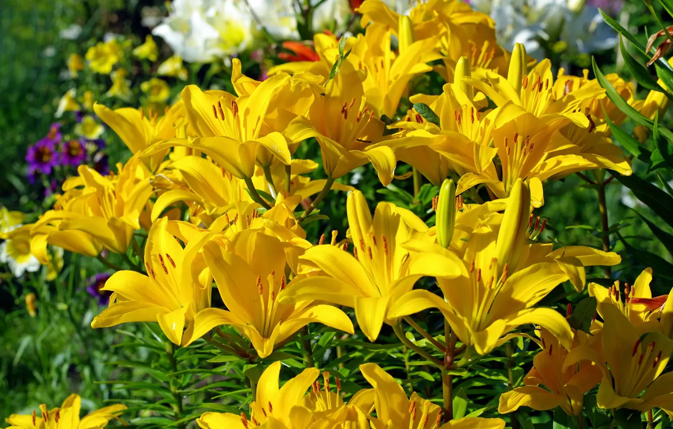 Photo wallpaper summer, flowers, nature, Lily, plant, beauty, stamens, pistil