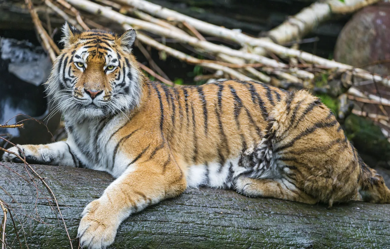 Photo wallpaper cat, log, the Amur tiger, ©Tambako The Jaguar