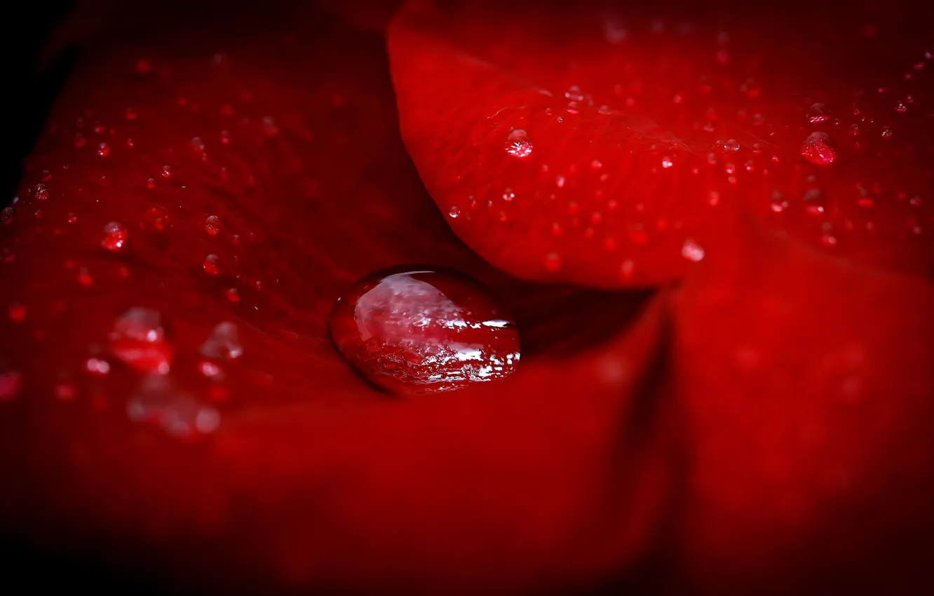 Photo wallpaper water, drops, flowers, Rosa, petals