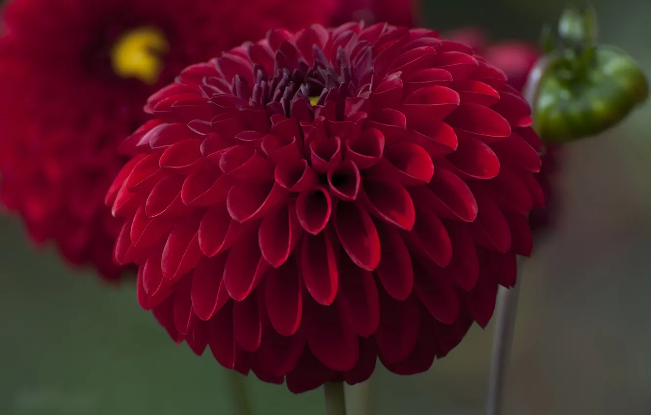 Photo wallpaper petals, buds, flowering, dahlias