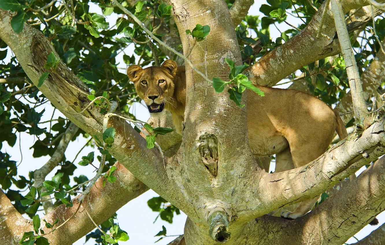 Photo wallpaper look, predator, Leo, lioness, on the tree