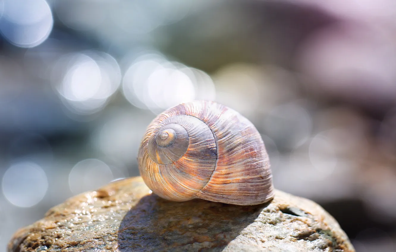 Photo wallpaper nature, stone, water, beautiful, macro, bokeh, sleeping, snail