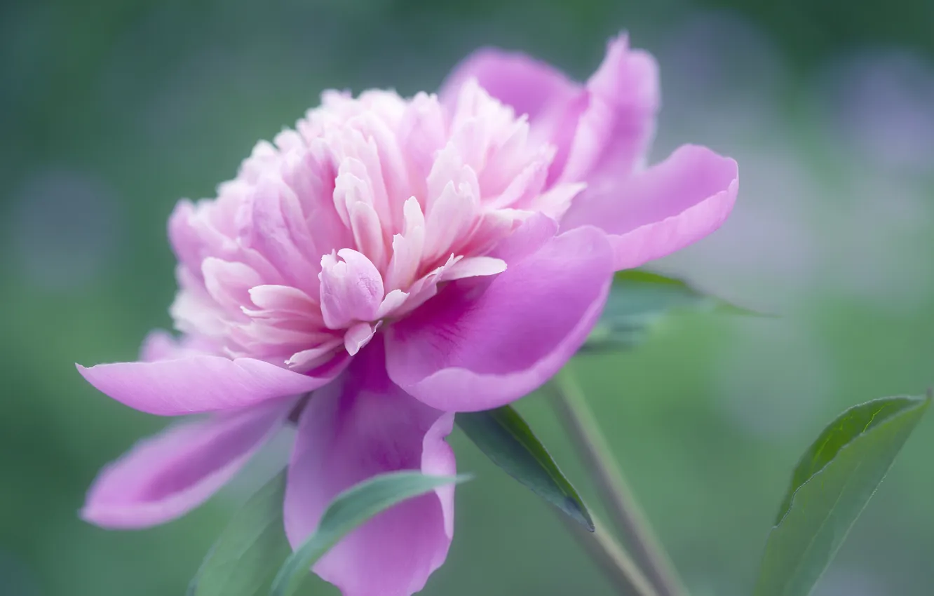 Photo wallpaper leaves, petals, blur, stem, pink, peonies