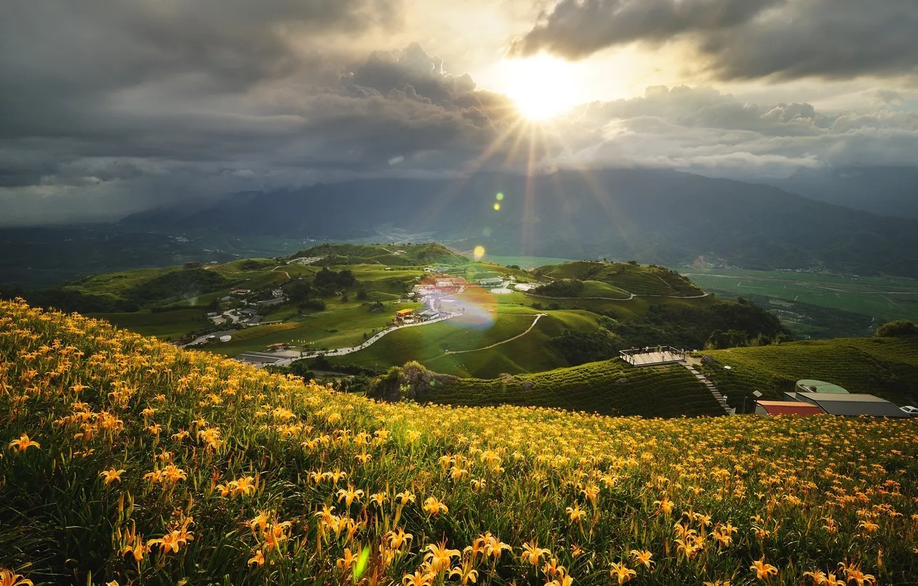 Photo wallpaper field, the sun, landscape, flowers, nature, hill