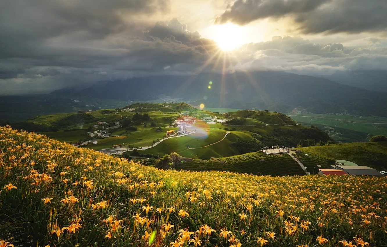 Photo wallpaper field, the sun, landscape, flowers, nature, hills