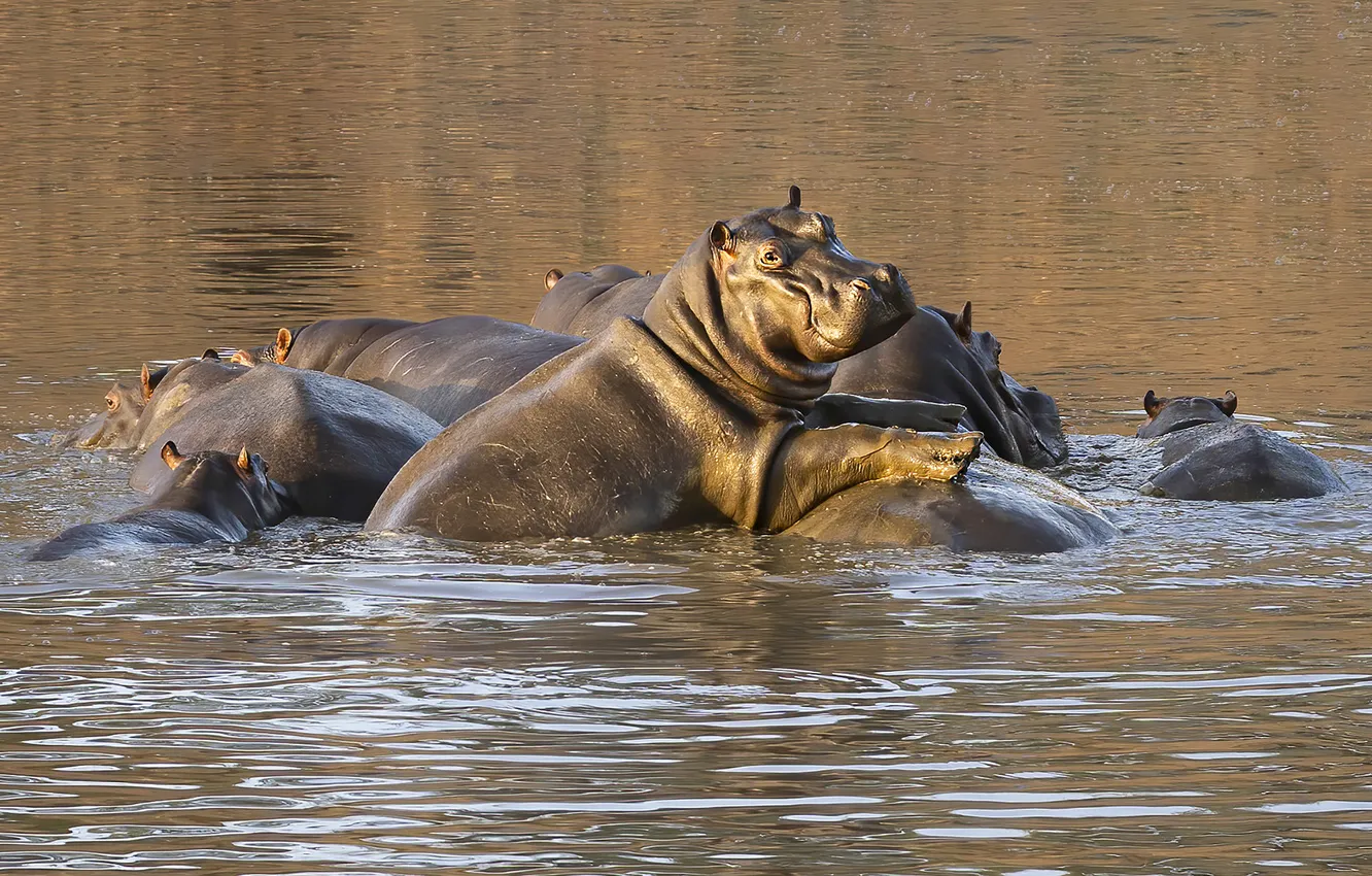 Photo wallpaper bathing, Hippo, pond