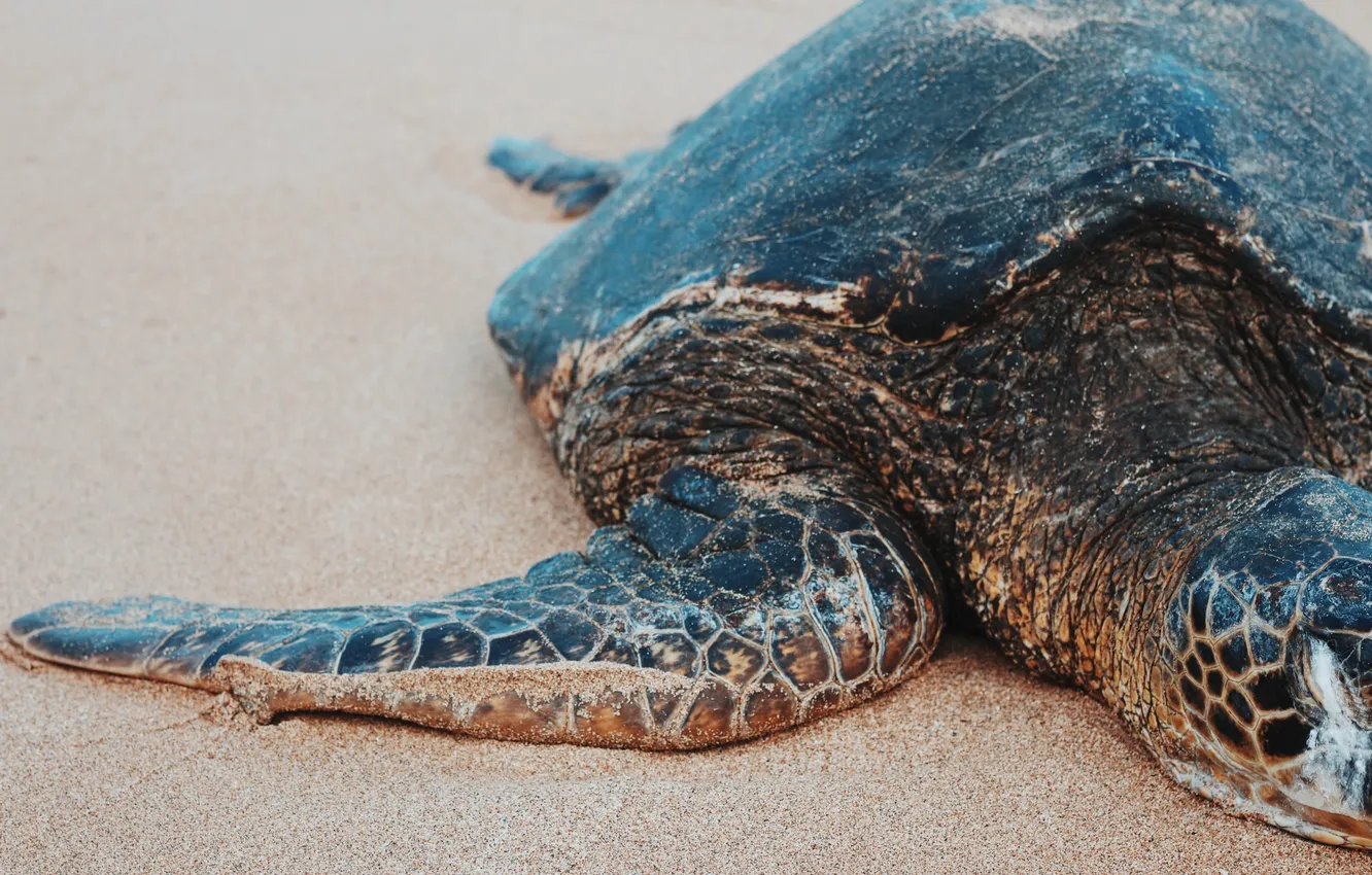 Photo wallpaper sand, animal, turtle