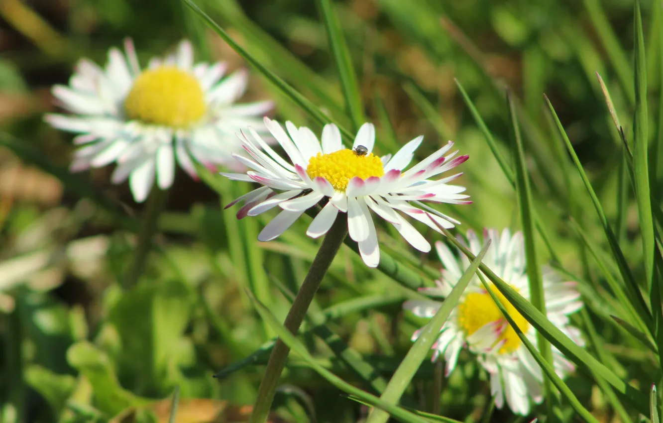 Photo wallpaper flower, spring, blooming
