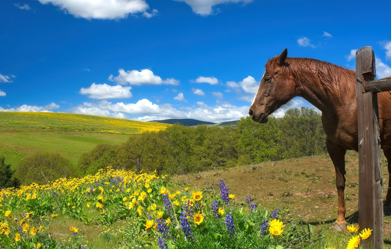 Photo wallpaper field, summer, the sky, face, clouds, landscape, flowers, mountains