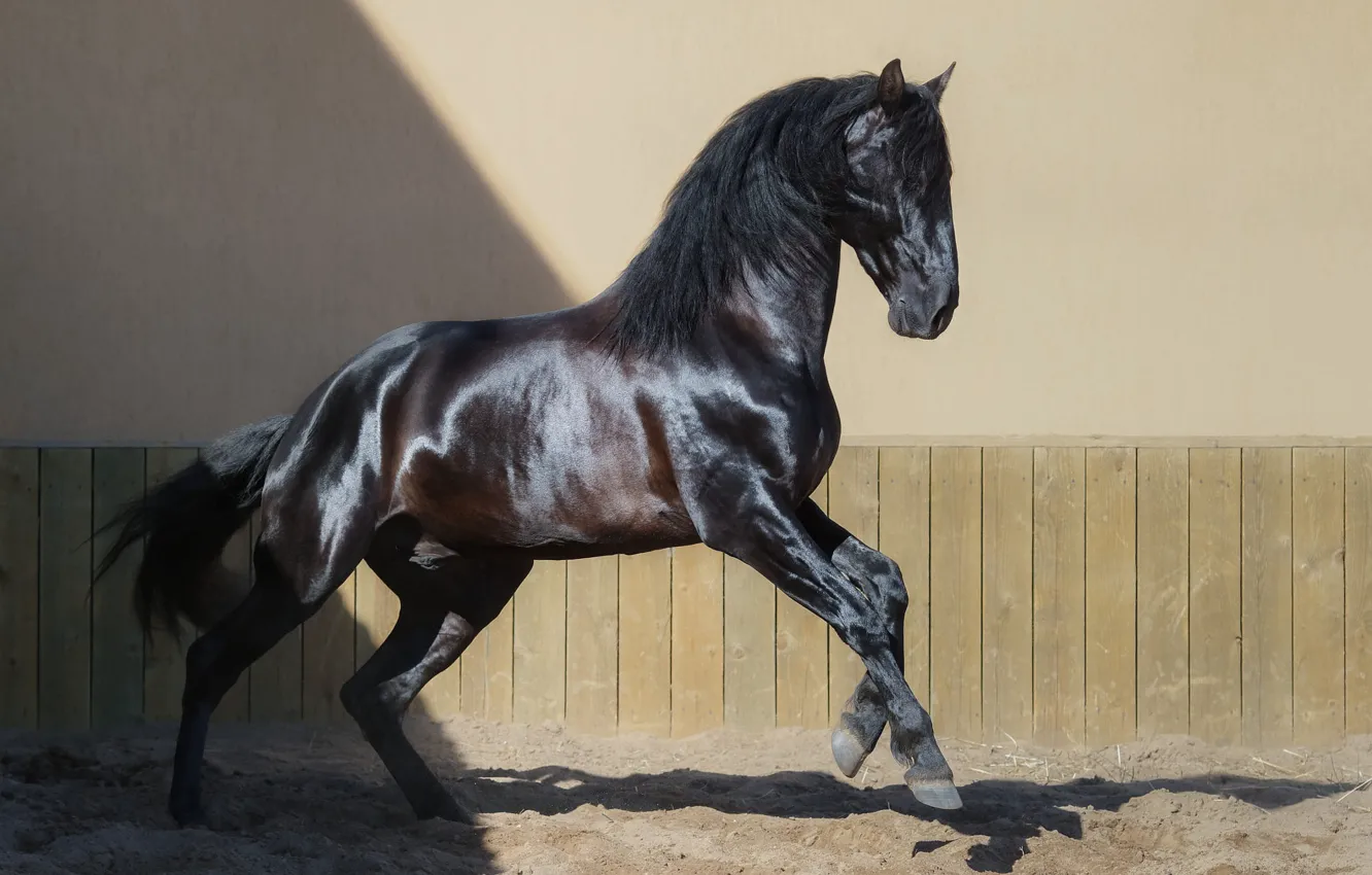 Photo wallpaper sand, light, pose, background, wall, horse, black, horse