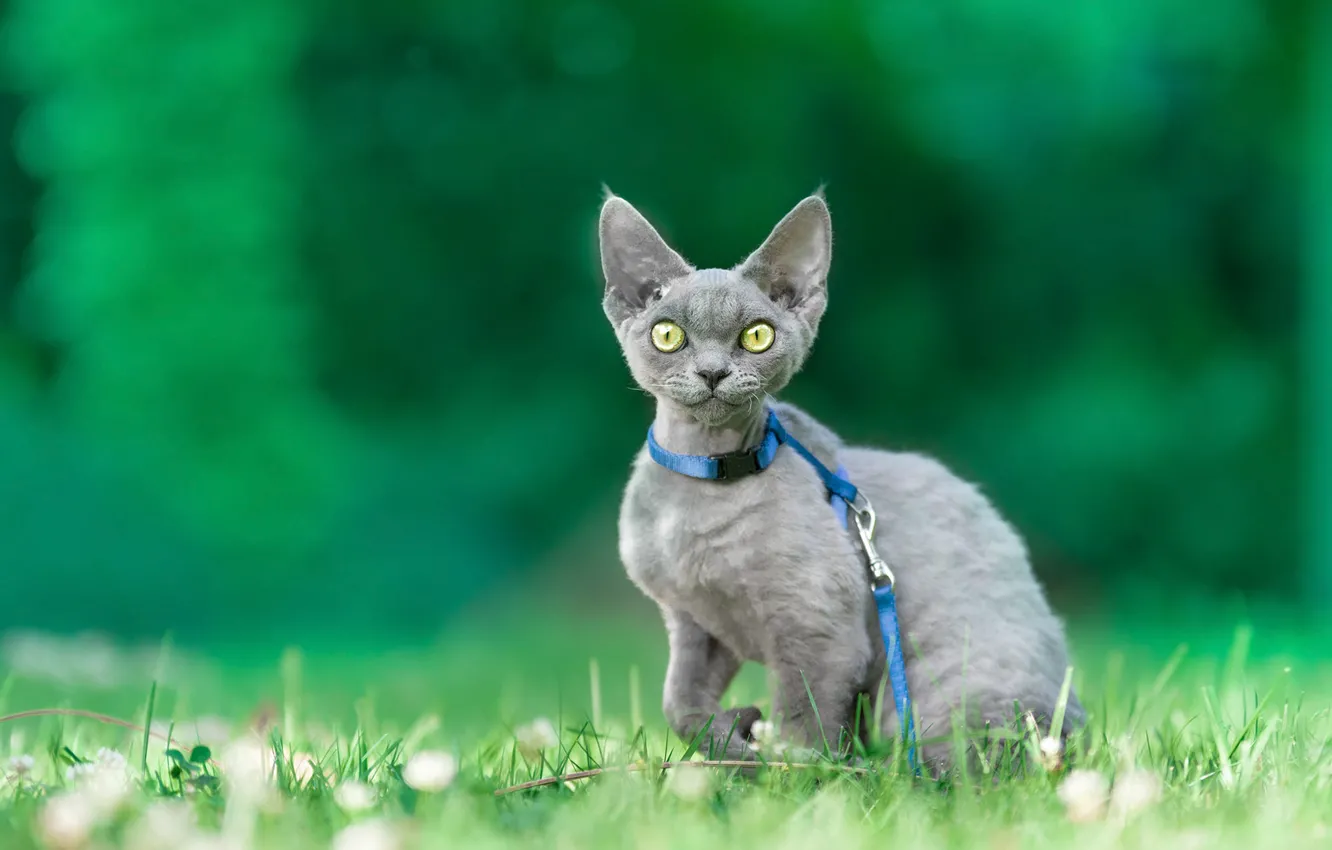 Photo wallpaper cat, grass, look, nature, grey, leash, collar, kitty